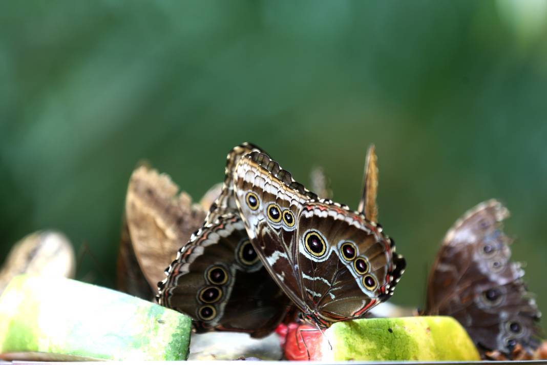 Konya'nın botanik bahçesine kelebekler değil özel bitkiler de değer katıyor 10